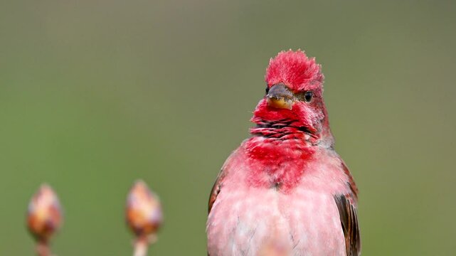 Common Rosefinch is singing his songs