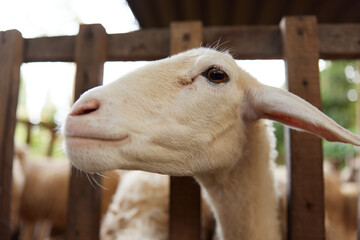 Fototapeta premium A close up of a sheep looking over a fence into a pen with other sheep