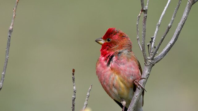 Common Rosefinch is singing his songs