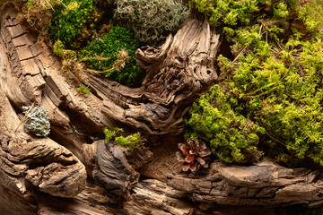 Abstract north nature scene with a composition of lichen, moss, and old snags.