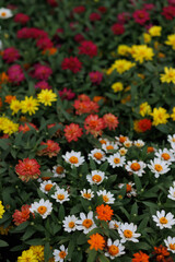 Fototapeta premium A vibrant flowerbed with a variety of colorful zinnias in full bloom.