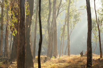 Trees in the forest bathed in morning light