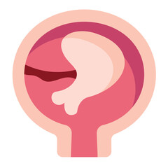Placenta Icon