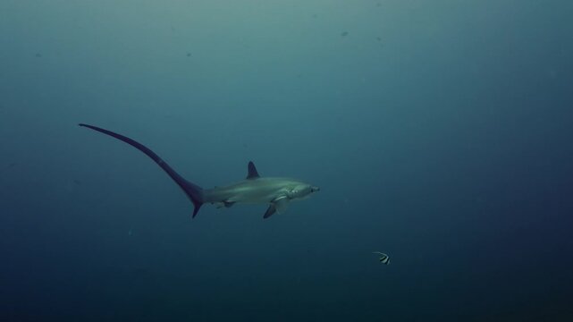 One Thresher Shark in The Dark Deep Blue, SloMo