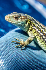 Obraz premium Macro photography of a small lizard's scales, highlighting their intricate patterns