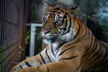 見つめるアムールトラ