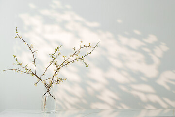 Blooming spring branches with flowers and its shadow on white background