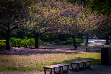 Fototapeta premium 満開の桜とベンチのある風景
