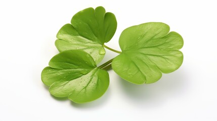 Vibrant green clover leaf with detailed segments on a white backdrop.