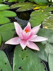 pink water lilly