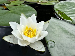 white water lily