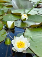white water lilies