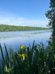 lake and grass
