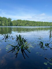 lake and trees