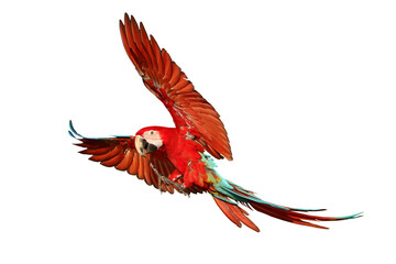 Colorful flying Green Wing Macaw parrot isolated on transparent background png file