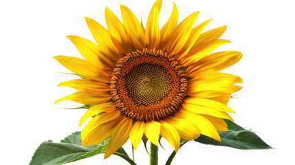 Fototapeta premium Photograph of a sunflower, its golden face radiating warmth and energy, on a transparent background.