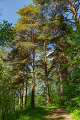 Moscow. City bustle. Nature.