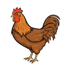 Chicken Vector Illustration
