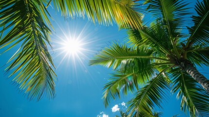Tropical Paradise - Palm Tree Leaves Silhouetted Against a Bright Sun