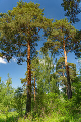 Moscow. City bustle. Nature.