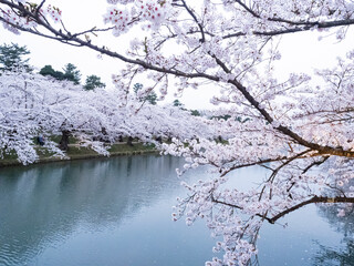 【青森】弘前公園の満開の桜