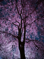 【青森】弘前公園の満開の桜ライトアップ