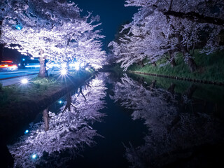 【青森】弘前公園の満開の桜ライトアップと堀のリフレクション