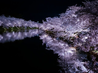 【青森】弘前公園の満開の桜ライトアップと堀のリフレクション