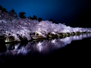 【青森】弘前公園の満開の桜ライトアップと堀のリフレクション