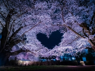 【青森】弘前公園の満開の桜ライトアップと空に浮かぶハートマーク