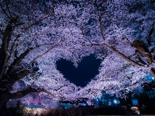 【青森】弘前公園の満開の桜ライトアップと空に浮かぶハートマーク