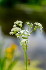 Moscow. City bustle. Nature.