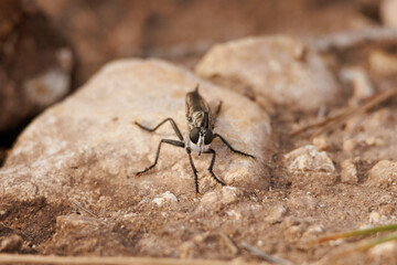 Posición amenazante de mosca asesina (asilidae) sobre roca en camino de tierra, Alcoy, España