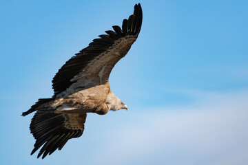 Buitre leonado en vuelo (gyps fulvus) con fondo de cielo azul y nubes, Alcoi, España