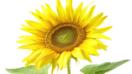 Obraz premium Photograph of a single sunflower in full bloom, its petals radiating outwards like sunbeams against a clear background