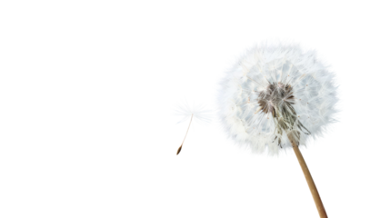 Photograph of a single dandelion seed, its delicate fluff poised to take flight, on a transparent background.