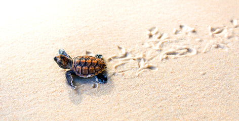Little Sea Turtle Cub, Crawls along the Sandy shore in the direction of the ocean to Survive,...