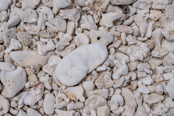 Coral fossils / reef deposits / Limestone at Ko Olina Beach Park, Leeward Coast of Oahu, Honolulu,...