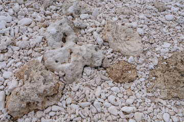Coral fossils / reef deposits / Limestone at Ko Olina Beach Park, Leeward Coast of Oahu, Honolulu, Hawaii geology.  