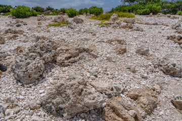 Coral fossils / reef deposits / Limestone at Ko Olina Beach Park, Leeward Coast of Oahu, Honolulu, Hawaii geology.  