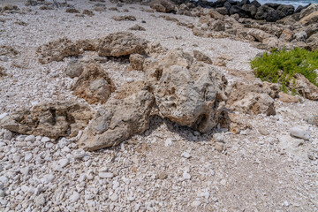 Coral fossils / reef deposits / Limestone at Ko Olina Beach Park, Leeward Coast of Oahu, Honolulu, Hawaii geology.  
