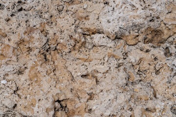 Coral fossils / reef deposits / Limestone at Ko Olina Beach Park, Leeward Coast of Oahu, Honolulu, Hawaii geology.  mineralization 