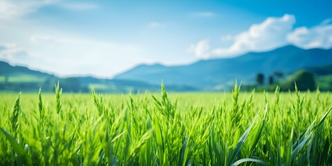Obraz premium Vibrant green rice field with lush plantation colorful panoramic view. Concept Nature, Greenery, Landscape, Agriculture, Vibrant Colors