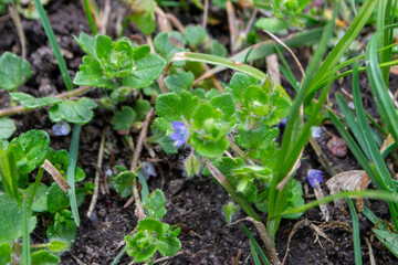 Kids having fun in ferris wheel with chains, carousel ski flyer in amusement park in Targoviste, Romania, 2020.