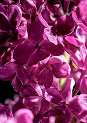 Blooming dark purple lilac on a black background