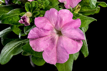 Blooming violet Petunia flowers on a black background