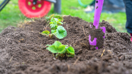Bushes of young strawberries in the garden close-up. Strawberry cultivation. The rise in prices for growing strawberries. Growing strawberries in the country