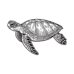 Fototapeta premium Line art of sea turtle side view vector