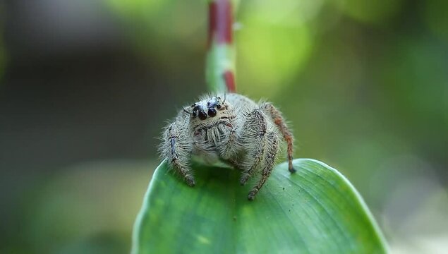 A Jumping Spider hyllus semicupreus relaxing on a leaf, footage, wildlife video, insects.