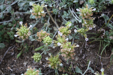 felty germander or Teucrium polium plant and flowers